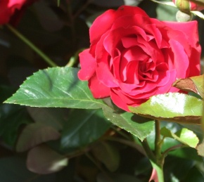 Rose in Raymond West's garden - June 2009